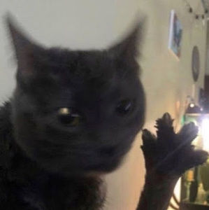 Meet your Posher, Mackenzie